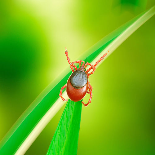 Borreliose-Therapie in Hausarzt Dr. med. Dost Mohammad Landshut, Medizinisches Versorgungszentrum (MVZ) Vilsbiburg und Privatpraxis in Erding